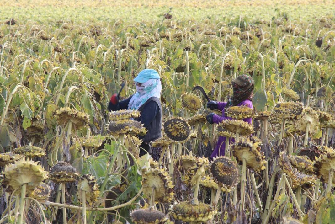 Ağrı dağı eteklerinde hasadı başladı. 10 bin ton rekolte bekleniyor 5